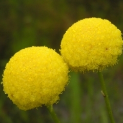 Craspedia variabilis (Common Billy Buttons) at Mount Taylor - 23 Oct 2022 by MatthewFrawley