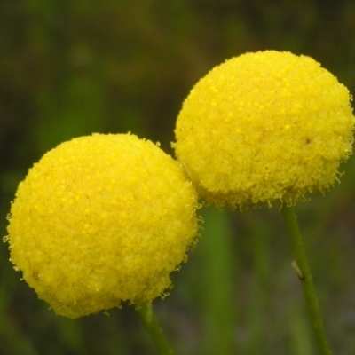 Craspedia variabilis (Common Billy Buttons) at Mount Taylor - 23 Oct 2022 by MatthewFrawley