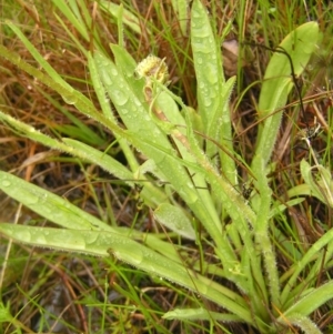 Craspedia variabilis at Kambah, ACT - 23 Oct 2022