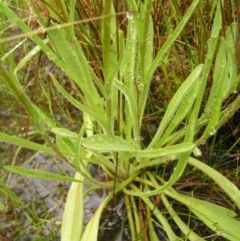 Craspedia variabilis at Kambah, ACT - 23 Oct 2022