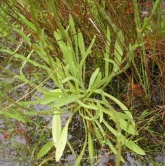 Craspedia variabilis at Kambah, ACT - 23 Oct 2022