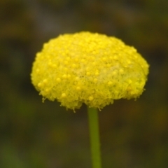 Craspedia variabilis at Kambah, ACT - 23 Oct 2022