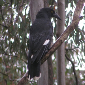 Strepera graculina at Kambah, ACT - 23 Oct 2022