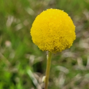 Craspedia variabilis at Delegate, NSW - 23 Oct 2022