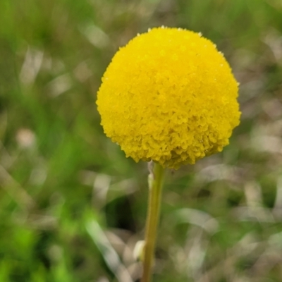 Craspedia variabilis (Common Billy Buttons) at Delegate Cemetery - 22 Oct 2022 by trevorpreston