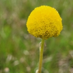 Craspedia variabilis at Delegate, NSW - 23 Oct 2022