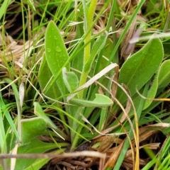 Craspedia variabilis at Delegate, NSW - suppressed