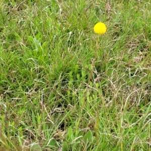 Craspedia variabilis at Delegate, NSW - 23 Oct 2022