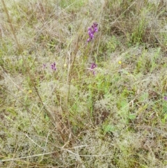 Linaria pelisseriana (Pelisser's Toadflax) at Holt, ACT - 23 Oct 2022 by VanceLawrence