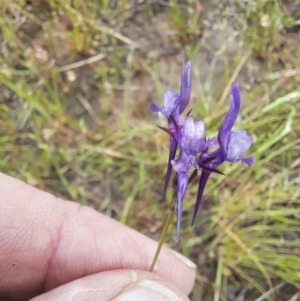 Linaria pelisseriana at Holt, ACT - 23 Oct 2022 12:07 PM