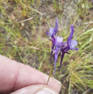 Linaria pelisseriana at Holt, ACT - 23 Oct 2022 12:07 PM