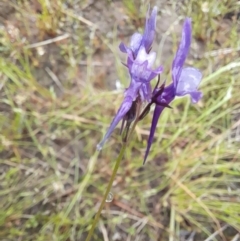 Linaria pelisseriana at Holt, ACT - 23 Oct 2022 12:07 PM