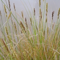 Carex appressa (Tall Sedge) at Fisher, ACT - 23 Oct 2022 by MatthewFrawley