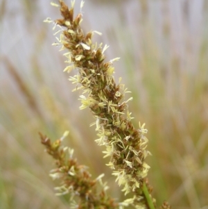 Carex appressa at Fisher, ACT - 23 Oct 2022