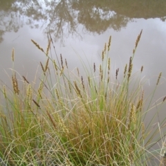 Carex appressa at Fisher, ACT - 23 Oct 2022