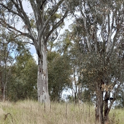 Dacelo novaeguineae (Laughing Kookaburra) at Ginninderry Conservation Corridor - 23 Oct 2022 by VanceLawrence