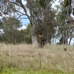 Dacelo novaeguineae at Coree, ACT - 23 Oct 2022 12:12 PM