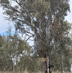 Dacelo novaeguineae at Coree, ACT - 23 Oct 2022 12:12 PM