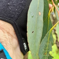 Eucalyptus dives (Broad-leaved Peppermint) at Ginninderry Conservation Corridor - 23 Oct 2022 by VanceLawrence