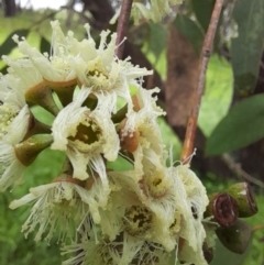 Eucalyptus dives at Coree, ACT - 23 Oct 2022 12:22 PM