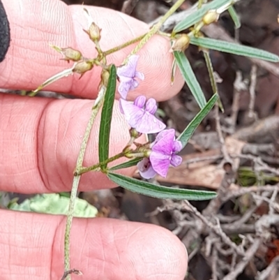 Glycine clandestina (Twining Glycine) at Ginninderry Conservation Corridor - 23 Oct 2022 by VanceLawrence