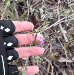 Glycine clandestina at Coree, ACT - 23 Oct 2022 12:43 PM