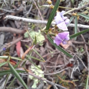 Glycine clandestina at Coree, ACT - 23 Oct 2022 12:43 PM