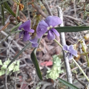 Glycine clandestina at Coree, ACT - 23 Oct 2022 12:43 PM