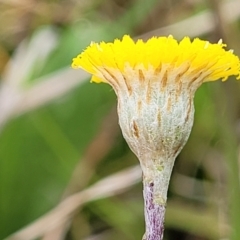 Leptorhynchos squamatus subsp. squamatus (Scaly Buttons) at Delegate Cemetery - 22 Oct 2022 by trevorpreston