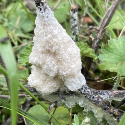 Mucilago crustacea (Dog Sick Slime Mould) at Mount Majura - 23 Oct 2022 by Boagshoags