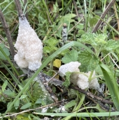 Mucilago crustacea at Hackett, ACT - 23 Oct 2022