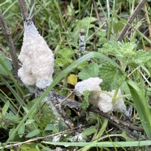 Mucilago crustacea at Hackett, ACT - 23 Oct 2022