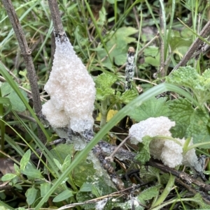 Mucilago crustacea at Hackett, ACT - 23 Oct 2022