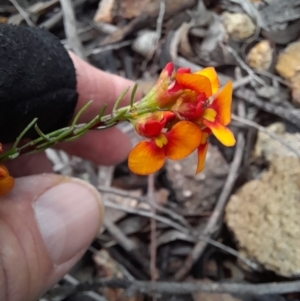 Dillwynia sericea at Coree, ACT - 23 Oct 2022