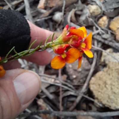 Dillwynia sericea (Egg And Bacon Peas) at Coree, ACT - 23 Oct 2022 by VanceLawrence