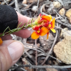 Dillwynia sericea at Coree, ACT - 23 Oct 2022