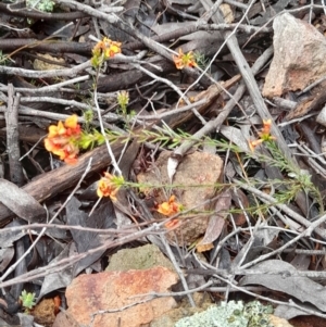 Dillwynia sericea at Coree, ACT - 23 Oct 2022