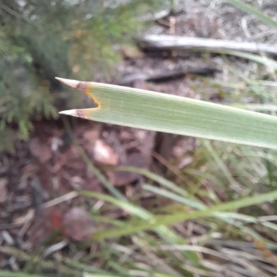 Lomandra longifolia (Spiny-headed Mat-rush, Honey Reed) at Ginninderry Conservation Corridor - 23 Oct 2022 by VanceLawrence