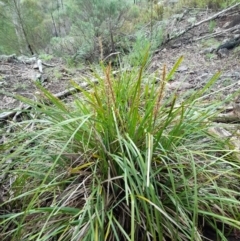 Lomandra longifolia at Coree, ACT - 23 Oct 2022