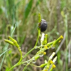 Trachymela sp. (genus) (Brown button beetle) at Ginninderry Conservation Corridor - 23 Oct 2022 by VanceLawrence