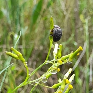 Trachymela sp. (genus) at Coree, ACT - 23 Oct 2022