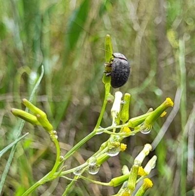 Trachymela sp. (genus) (Brown button beetle) at Ginninderry Conservation Corridor - 23 Oct 2022 by VanceLawrence