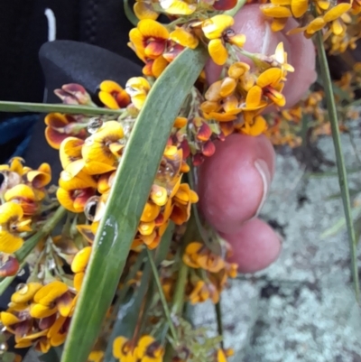 Daviesia mimosoides (Bitter Pea) at Ginninderry Conservation Corridor - 23 Oct 2022 by VanceLawrence