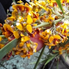 Daviesia mimosoides at Coree, ACT - 23 Oct 2022