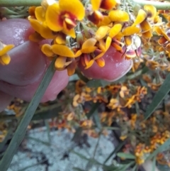 Daviesia mimosoides at Coree, ACT - 23 Oct 2022