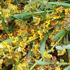 Daviesia mimosoides at Coree, ACT - 23 Oct 2022