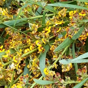 Daviesia mimosoides at Coree, ACT - 23 Oct 2022