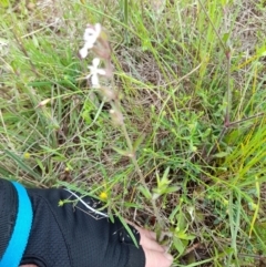 Silene gallica var. gallica (French Catchfly) at Ginninderry Conservation Corridor - 23 Oct 2022 by VanceLawrence