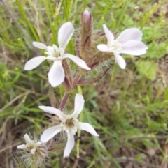 Silene gallica var. gallica at Coree, ACT - 23 Oct 2022