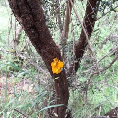 Tremella mesenterica (Witch's Butter or Yellow Brain) at Ginninderry Conservation Corridor - 23 Oct 2022 by VanceLawrence